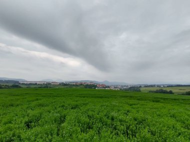 Çayırdaki ya da bahçedeki yeşil taze çimenler ve doğa. Slovakya