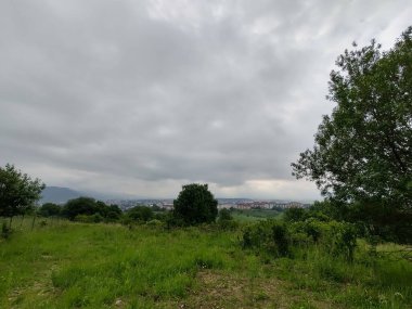 Çayırdaki ya da bahçedeki yeşil taze çimenler ve doğa. Slovakya