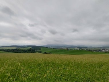 Çayırdaki ya da bahçedeki yeşil taze çimenler ve doğa. Slovakya