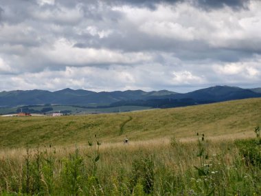 Çayırdaki ya da bahçedeki yeşil taze çimenler ve doğa. Slovakya