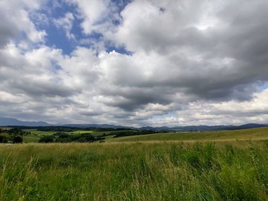 Çayırdaki ya da bahçedeki yeşil taze çimenler ve doğa. Slovakya