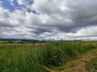 Çayırdaki ya da bahçedeki yeşil taze çimenler ve doğa. Slovakya