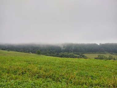 Çayırdaki ya da bahçedeki yeşil taze çimenler ve doğa. Slovakya