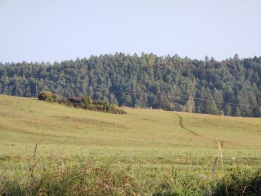 Çayırdaki ya da bahçedeki yeşil taze çimenler ve doğa. Slovakya