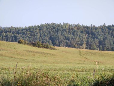 Çayırdaki ya da bahçedeki yeşil taze çimenler ve doğa. Slovakya