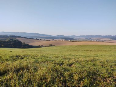 Çayırdaki ya da bahçedeki yeşil taze çimenler ve doğa. Slovakya
