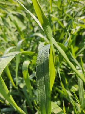 Yağmur damlaları ya da çiğ damlaları çimenlere ve yeşil bitkiler doğaya düşer. Slovakya