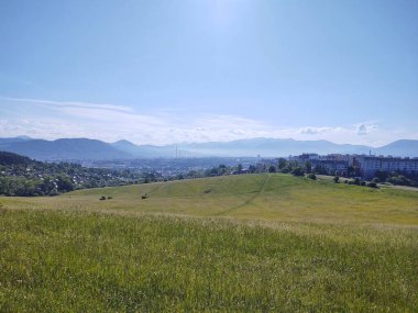 Çayırdaki ya da bahçedeki yeşil taze çimenler ve doğa. Slovakya