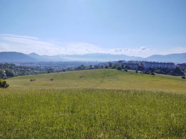 Çayırdaki ya da bahçedeki yeşil taze çimenler ve doğa. Slovakya