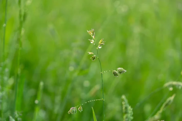내리거나 자연계의 과푸른 식물에 떨어지게 됩니다 슬로바키아 — 스톡 사진