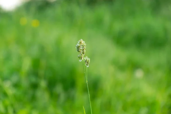 내리거나 자연계의 과푸른 식물에 떨어지게 됩니다 슬로바키아 — 스톡 사진