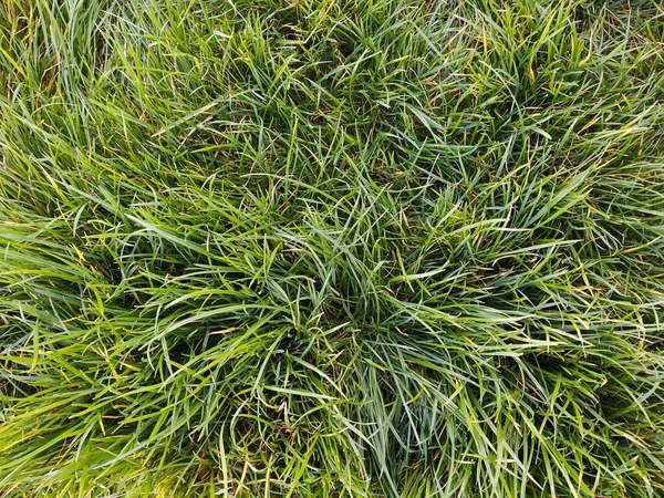 Grünes Frisches Gras Auf Der Wiese Oder Garten Und Der — Stockfoto