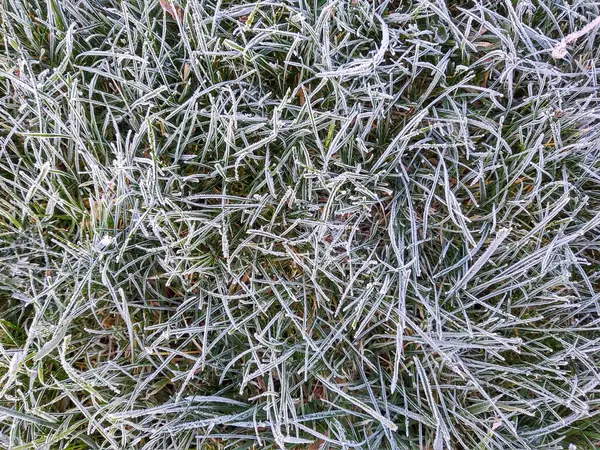 牧草地や庭や自然の中で霜と冷凍草 スロバキア — ストック写真