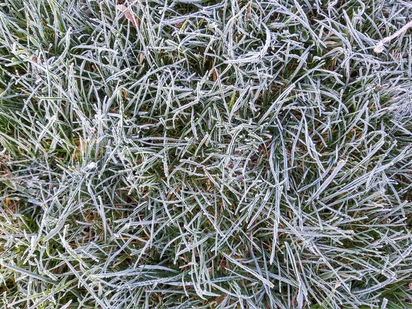 Fryst Gräs Med Frost Äng Eller Trädgård Och Naturen Slovakien — Stockfoto