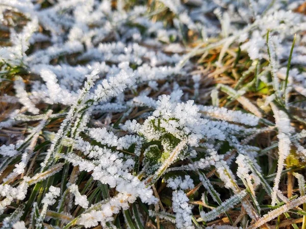Frozen Grass Frost Meadow Garden Nature Slovakia — Stock Photo, Image