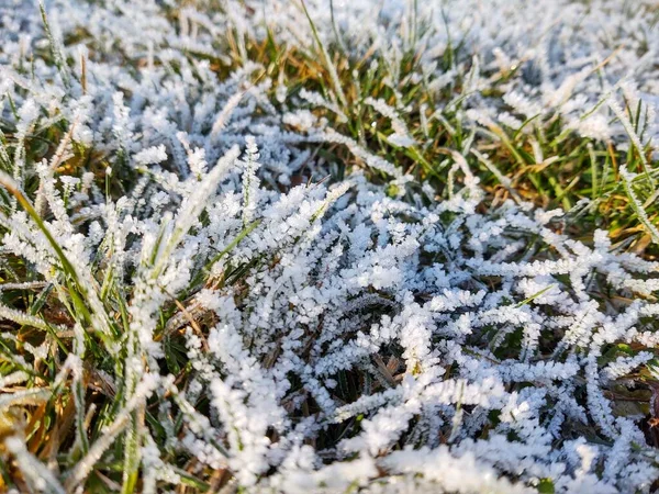 Erba Congelata Con Gelo Sul Prato Giardino Nella Natura Slovacchia — Foto Stock