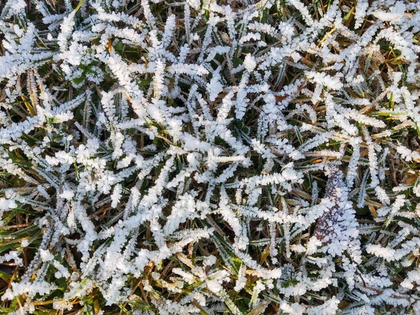 Grama Congelada Com Geada Prado Jardim Natureza Eslováquia — Fotografia de Stock