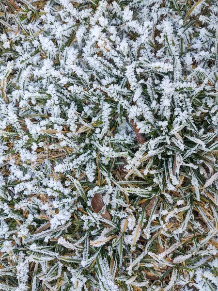 花园和大自然上结霜的冰冻的草地 斯洛伐克 — 图库照片