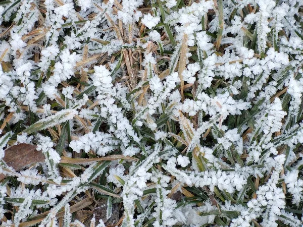Bevroren Gras Met Vorst Weide Tuin Natuur Slowakije — Stockfoto