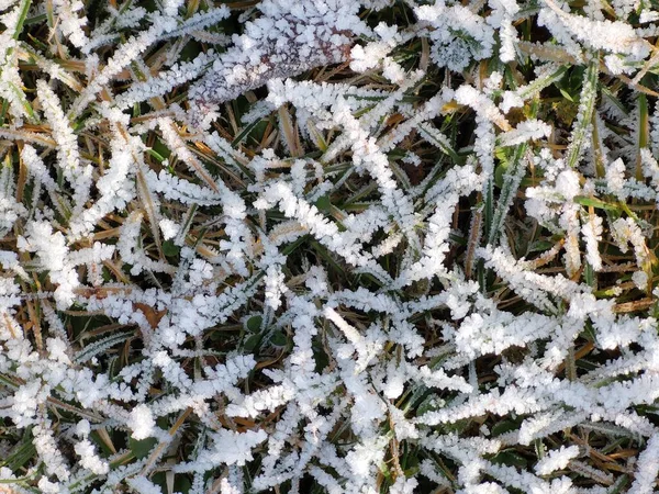 Grama Congelada Com Geada Prado Jardim Natureza Eslováquia — Fotografia de Stock