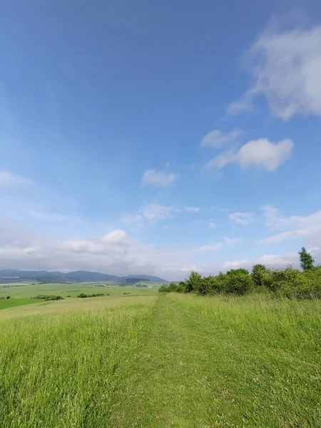 Çayırdaki ya da bahçedeki yeşil taze çimenler ve doğa. Slovakya