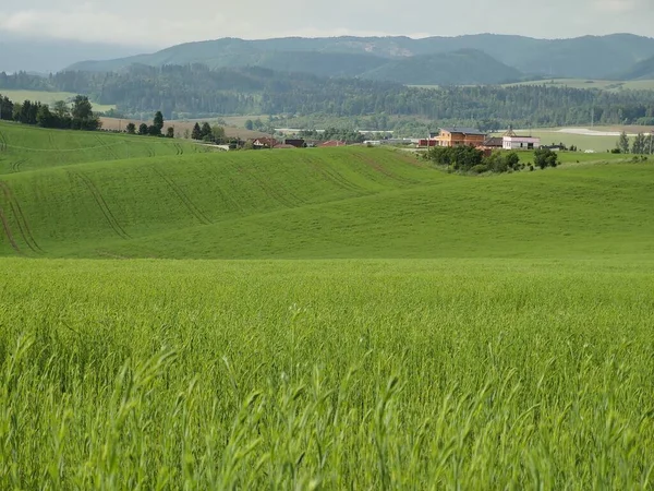草地或花园和大自然中的绿色青草 斯洛伐克 — 图库照片