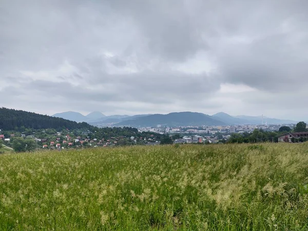 Groen Vers Gras Weide Tuin Natuur Slowakije — Stockfoto