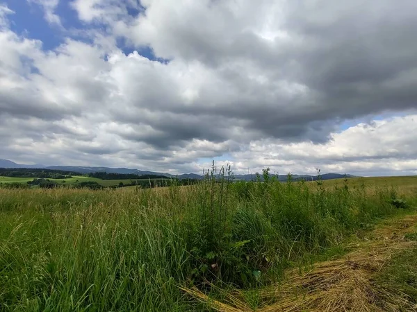 Çayırdaki ya da bahçedeki yeşil taze çimenler ve doğa. Slovakya