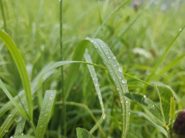 Rain drops or dew droplets on the grass and green plants in the nature. Slovakia