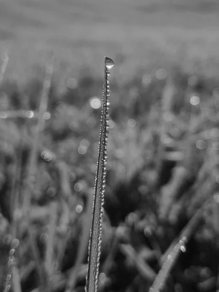 Hujan Tetes Atau Tetesan Embun Rumput Dan Tanaman Hijau Alam — Stok Foto