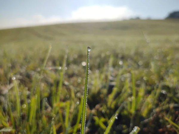 草上的雨滴或露珠和自然界中的绿色植物 斯洛伐克 — 图库照片