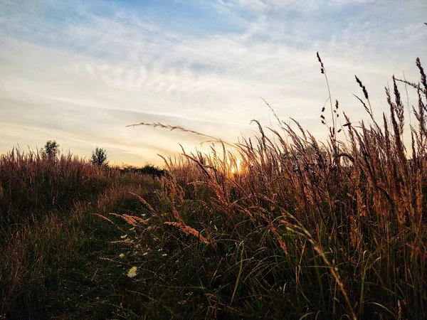 Beautiful Decorading Grass Sunrise Sunset Nature Slovakia — Stock Photo, Image