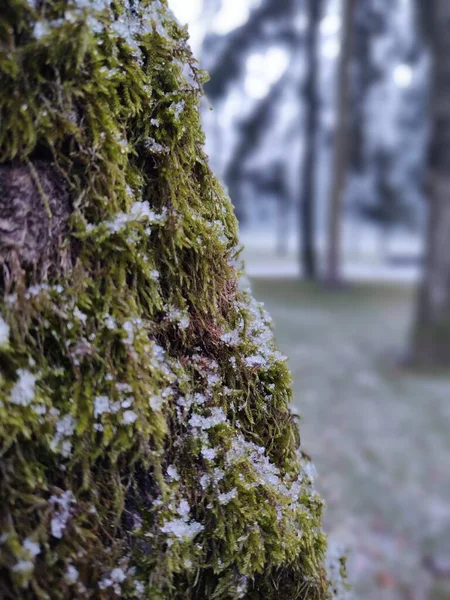 Detailní Makro Zeleného Mechu Lese Slovensko — Stock fotografie