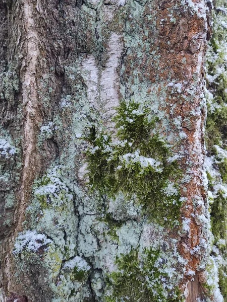 Szczegóły Makro Zielonego Mchu Lesie Słowacja — Zdjęcie stockowe