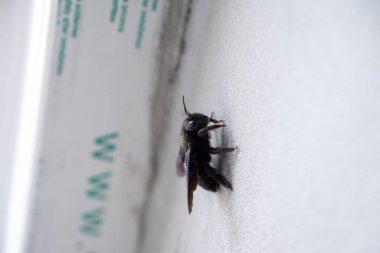 Marangoz arısı - Güneşli bir günde evin duvarında oturan Xylocopa böceği. Slovakya