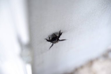 Marangoz arısı - Güneşli bir günde evin duvarında oturan Xylocopa böceği. Slovakya