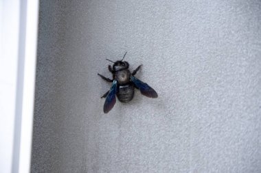 Marangoz arısı - Güneşli bir günde evin duvarında oturan Xylocopa böceği. Slovakya