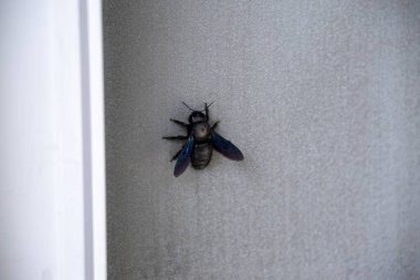 Marangoz arısı - Güneşli bir günde evin duvarında oturan Xylocopa böceği. Slovakya