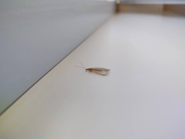 Mayfly Ephoron ve duvardaki ya da penceredeki deri