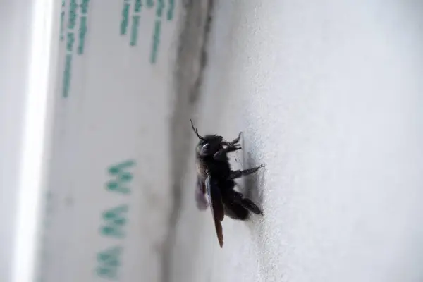 stock image Carpenter bee - Xylocopa insect sitting on the wall of the house doring sunny day. Slovakia