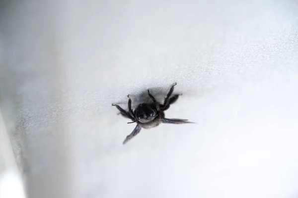 Abeille Charpentier Xylocopa Insecte Assis Sur Mur Maison Mouillant Journée — Photo