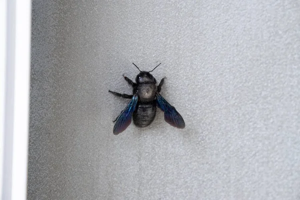 stock image Carpenter bee - Xylocopa insect sitting on the wall of the house doring sunny day. Slovakia