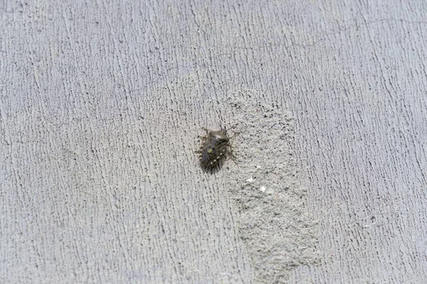 靠近白色表面上的一只黑色甲虫 斯洛伐克 — 图库照片