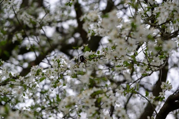 Buzzing Bumblebees White Flowers Flowering Apple Tree Spring Slovakia — Fotografia de Stock
