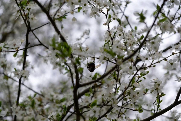 Buzzing Bumblebees Sobre Flores Brancas Macieira Florescente Durante Primavera Eslováquia — Fotografia de Stock