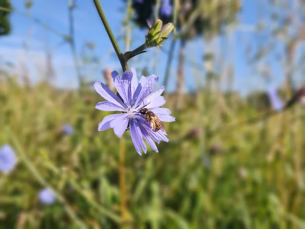 Μέλισσα Έντομο Στα Λουλούδια Σλοβακία — Φωτογραφία Αρχείου