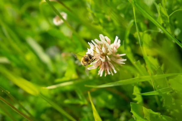 Bieneninsekt Auf Den Blüten Slowakei — Stockfoto