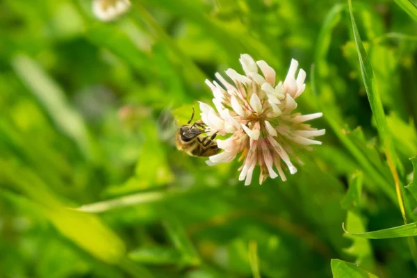 Bieneninsekt Auf Den Blüten Slowakei — Stockfoto
