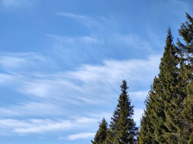 Yaz, sonbahar ya da kış boyunca ormandaki ağaçlar. 