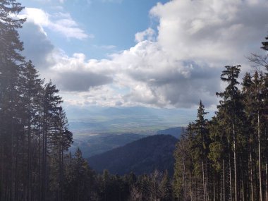 Yaz, sonbahar ya da kış boyunca ormandaki ağaçlar. 